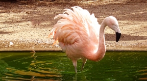 sensationsvoyage-sensations-voyage-photo-suisse-geneve-jardin-botanique-flamant-rose-flamingo-2