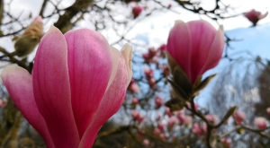 sensationsvoyage-sensations-voyage-photo-suisse-geneve-jardin-botanique-magnolia-fleurs