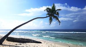 sensationsvoyage-voyage-sri-lanka-maldives-beach-plage-palmtree