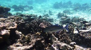 sensationsvoyage-voyage-sri-lanka-maldives-snorkeling-plongee-2