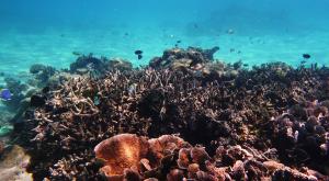 sensationsvoyage-voyage-sri-lanka-maldives-snorkeling-plongee-4
