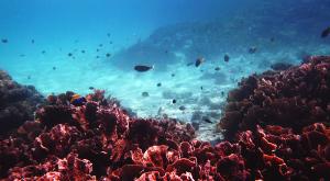 sensationsvoyage-voyage-sri-lanka-maldives-snorkeling-plongee-addu-atoll-2