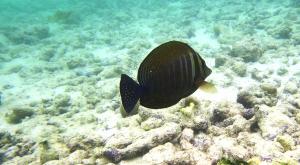 sensationsvoyage-voyage-sri-lanka-maldives-snorkeling-plongee-fish-2