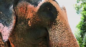 sensationsvoyage-voyage-sri-lanka-photo-millenium-elephant-foundation-é