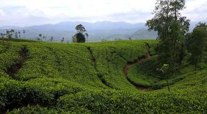 sensationsvoyage-voyage-sri-lanka-photo-nuwara-eliya-tea-plantations