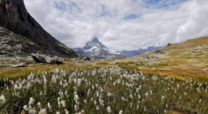 sensationsvoyage photos suisse riffelapls zermatt mont cervin matterhorn flowers