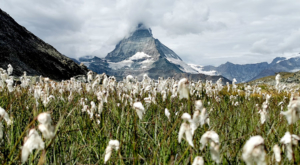 sensationsvoyage photos suisse riffelapls zermatt mont cervin matterhorn flowers 2